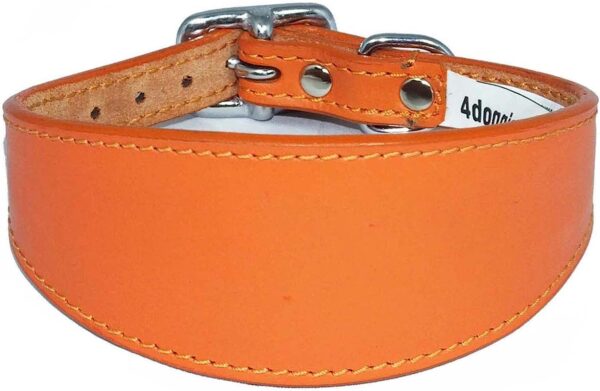 Italian Greyhound Leather Collar Suede Padded Backing - Image 10