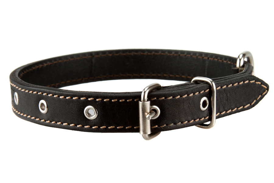 Buckle dog collar